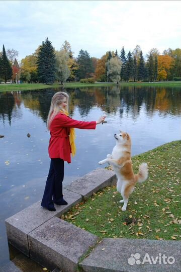 Кинолог, Дрессировка собак, Передержка собак