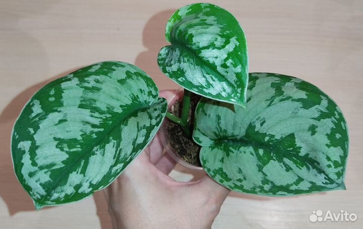 Сциндапсус, Эпипремнумы (2)