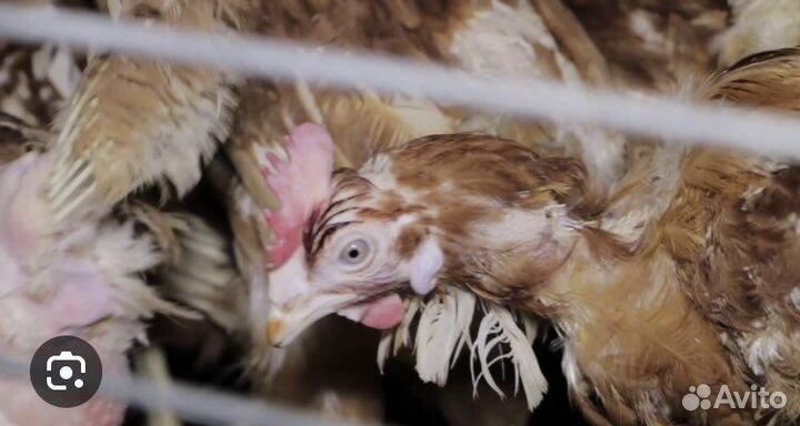 Куры несушки
