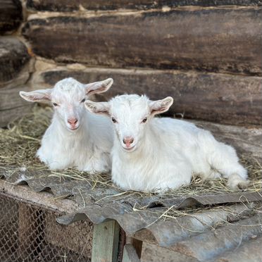 Коза и козлята