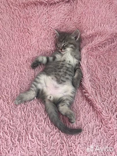 Котенок в добрые руки мальчик