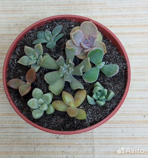 Суккуленты