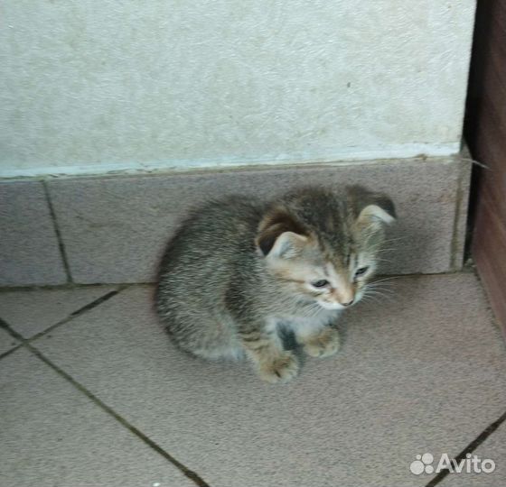 Котята в добрые руки бесплатно