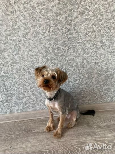 Йоркширский терьер