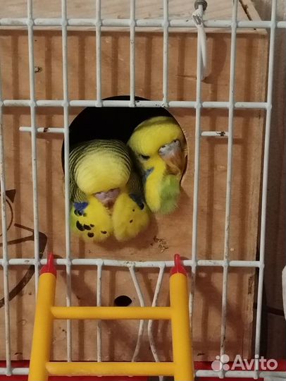 Продам птенцов Выставочного волнистого попугая