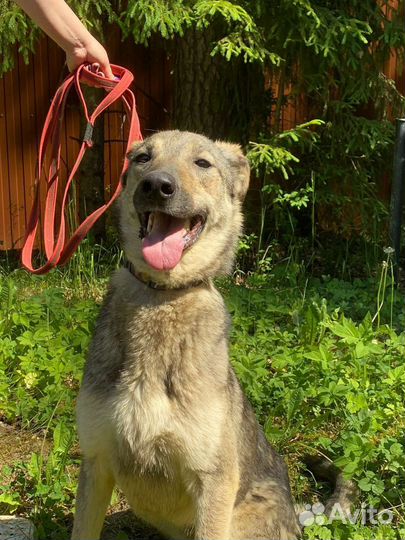 Собака Нора в добрые руки