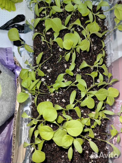 Рассада баклажан универсал 20р