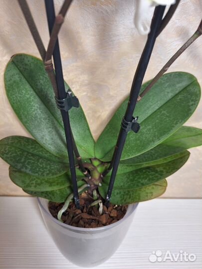 Орхидея фаленопсис мультифлора 2 цв