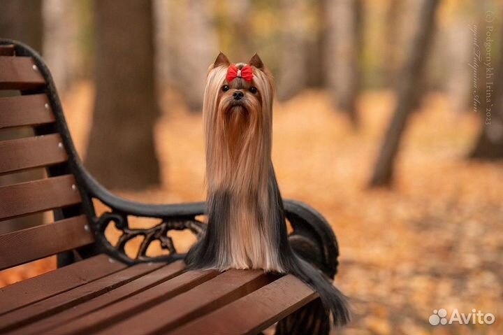 Йоркширский терьер щенки