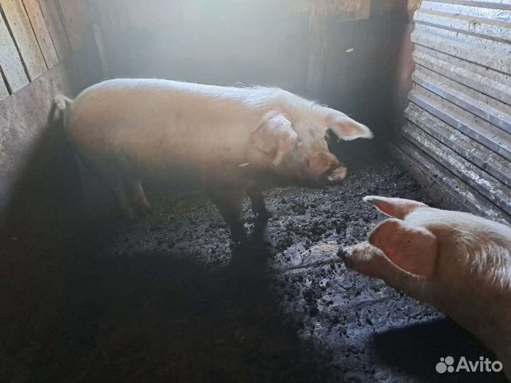 Поросенок ландрас