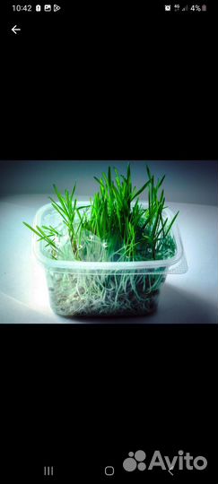 Зелёная, зелёная трава