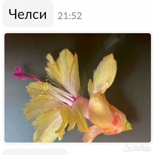 Элитные сорта шлюмбергеры (Декабрист)