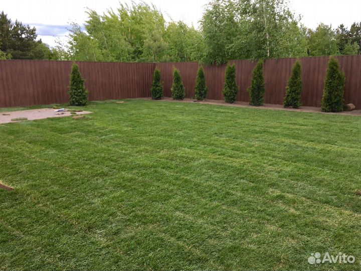 Рулонный газон