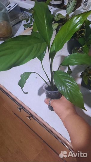 Комнатные цветы