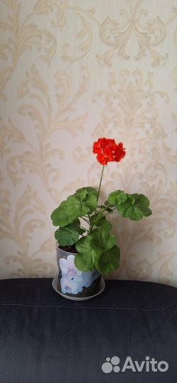 Цветок, Герань