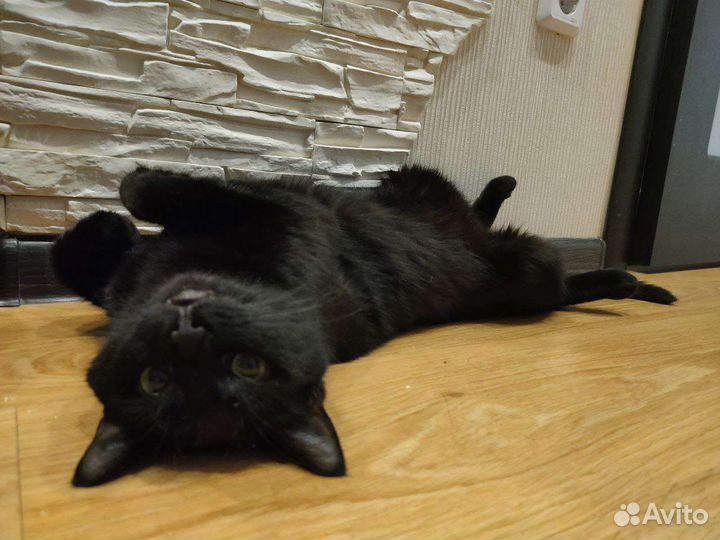 Потерялась кошка