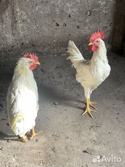 Молодые петухи