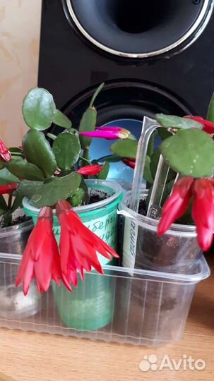 Декабрист шлюмбергера рапсиладопсис