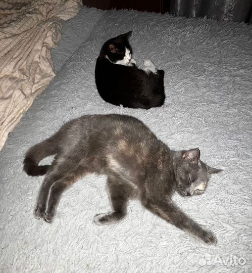 Кошка британская