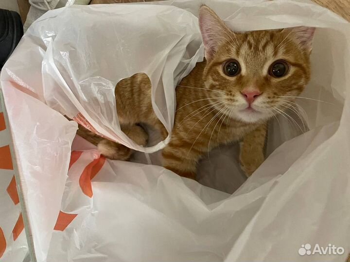 Отдам кота
