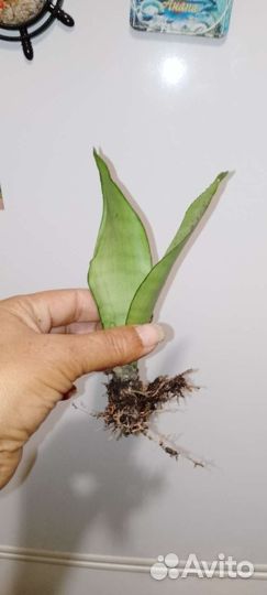 Сансевиерия муншайн