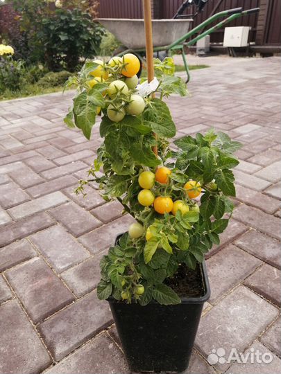 Семена помидор для балкона