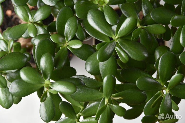 Цветок денежное дерево 30 см высотой