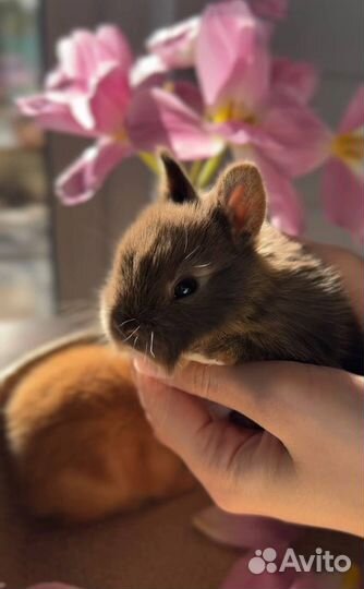 Кролики мини Невероятно Милые из Питомника