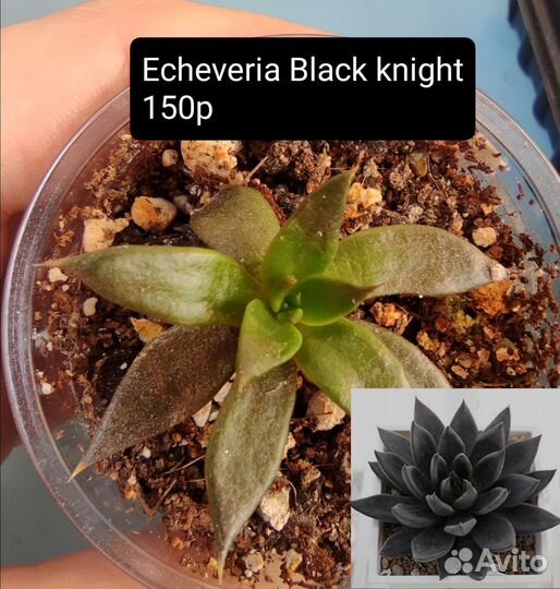 Суккуленты 1