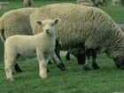 Овцы, овцы с ягнятами объявление продам