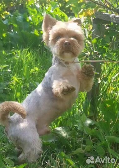 Шоколадный мраморный йорк