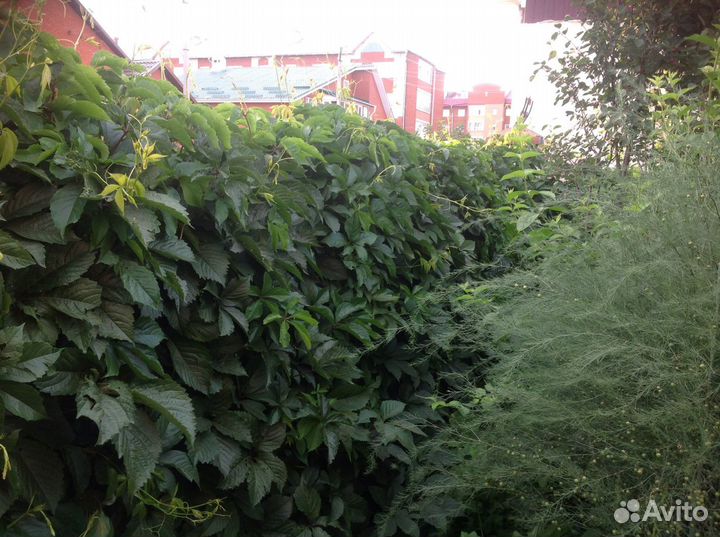 Виноград для фасада / лесной орех / вишня