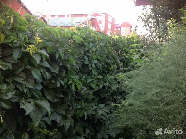 Виноград для фасада / лесной орех / вишня