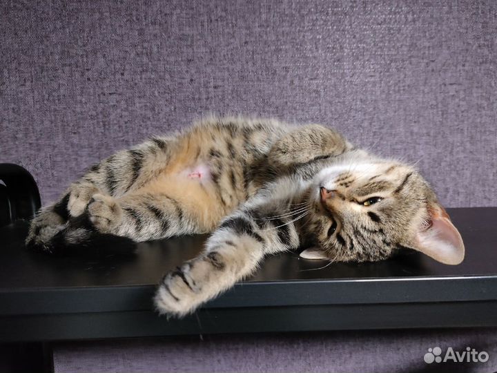 Кошка ласковая