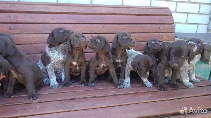 Щенки курцхаара