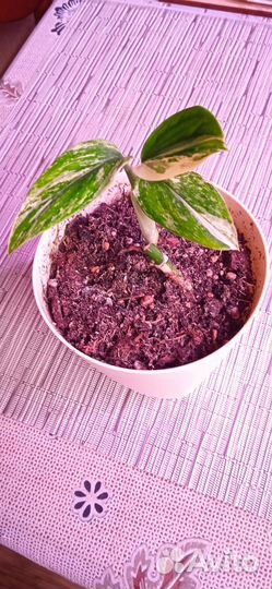 Филодендрон кобра желтая