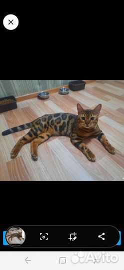 Бенгальская кошка