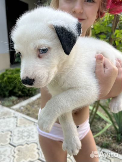 Якутская лайка щенки 1,5 мес