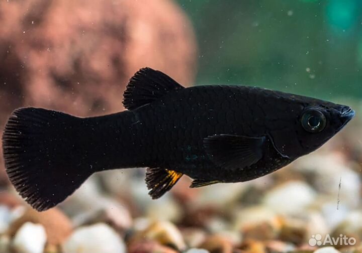 Аквариумные рыбки