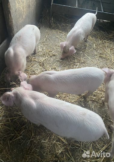 Поросята породы см-1 на племя