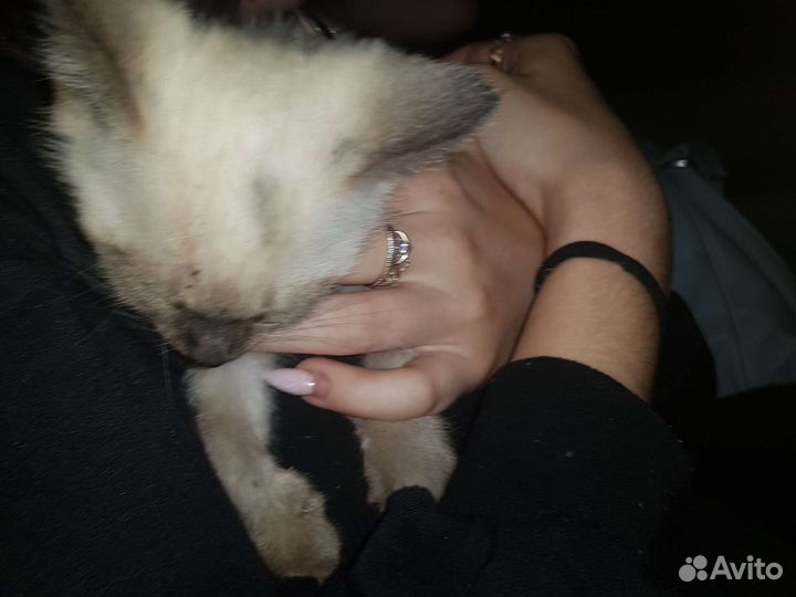 Сиамский котёнок