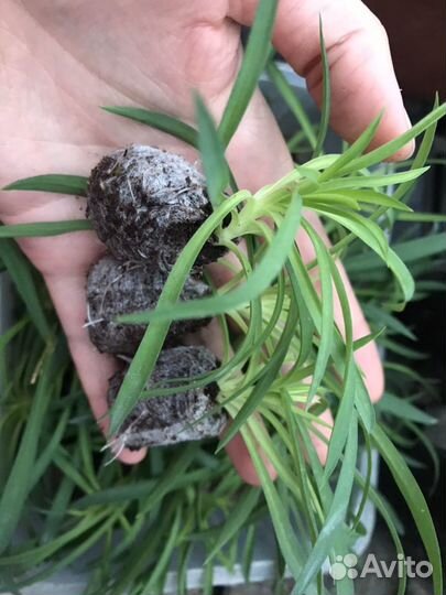 Ампельная гвоздика. Укоренённые черенки