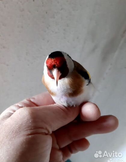 Птицы