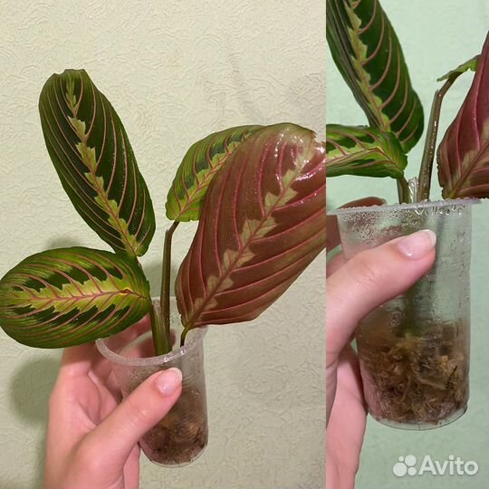 Маранта фасцинатор(триколор)