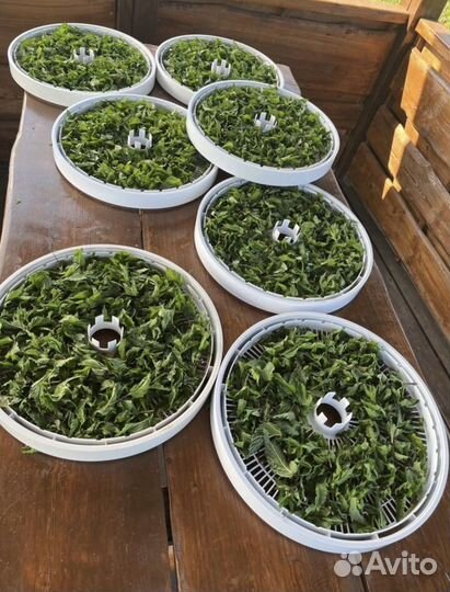 Мята свежая и сушеная