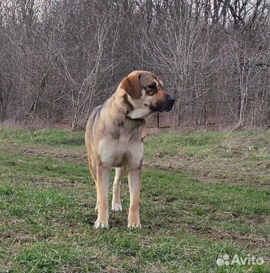 Собака ищет дом