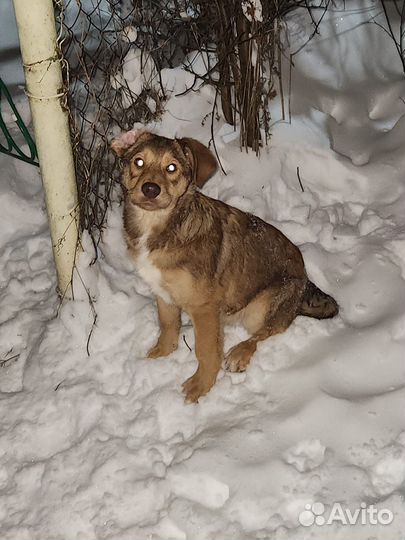 Щенок в добрые руки