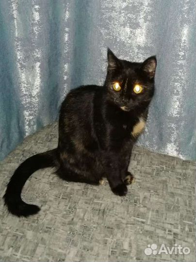 В добрые руки трёхцветная кошка