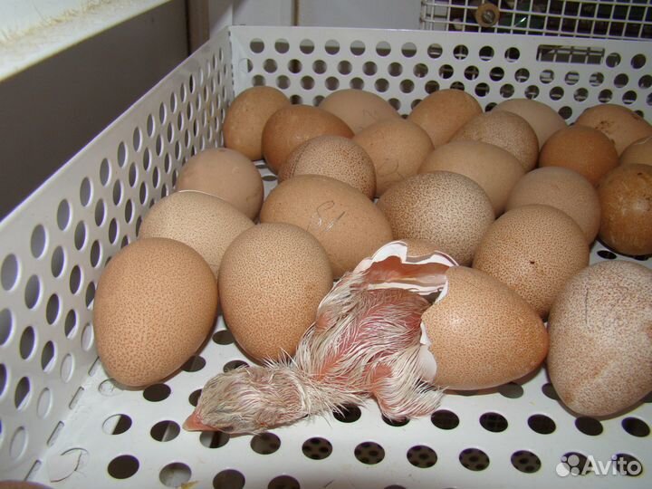 Молодняк кур