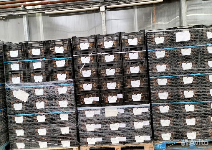 Луковицы тюльпанов для выгонки